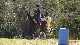 Christi Rains Level 3 students prep for bridleless riding & playing at liberty